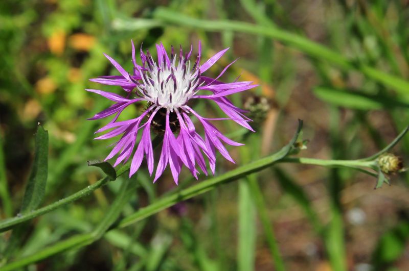 Centaurea napifolia